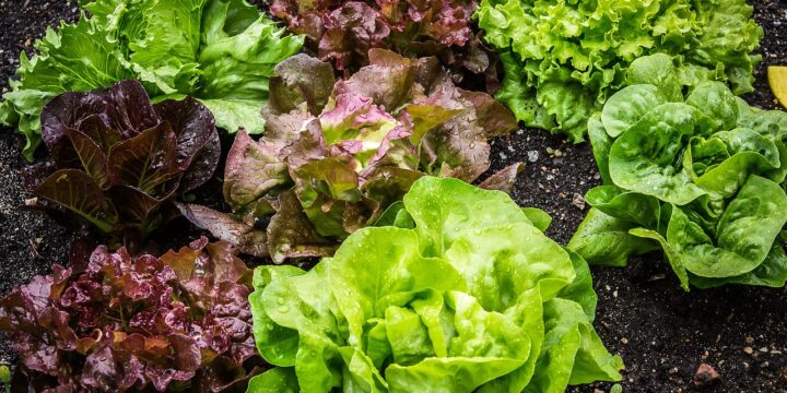 salad, salad plant, lettuce