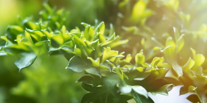yellow flower in macro lens