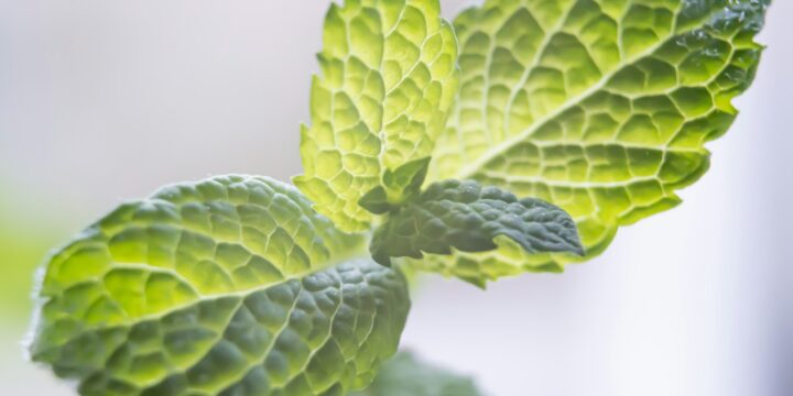 green leaf plant in close up photography